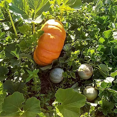 Oda ve Kahvaltı Les Bessonnes 4*